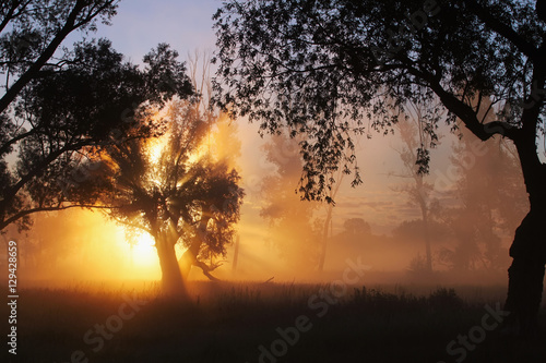 delightful dawn in oak