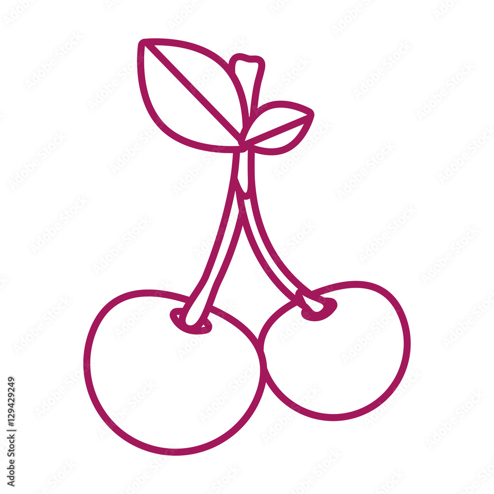 contour purple line with two cherry fruit vector illustration contour purple line with two cherry fruit vector illustration