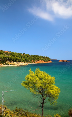 Pine on the Aegean coast