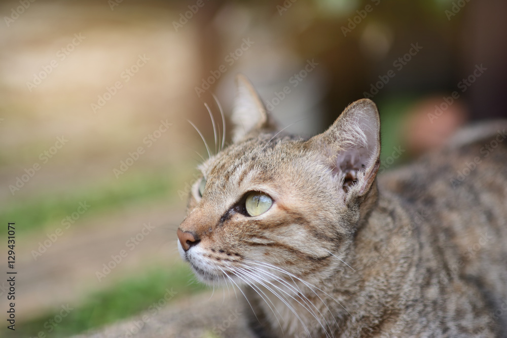 Close up of cat in the garden. Selective focus,light effect.
