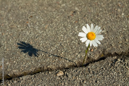 Fototapeta Naklejka Na Ścianę i Meble -  Alone camomile flower on a road in black asphalt