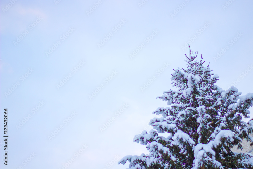 Fir Tree Covered Snow Close up