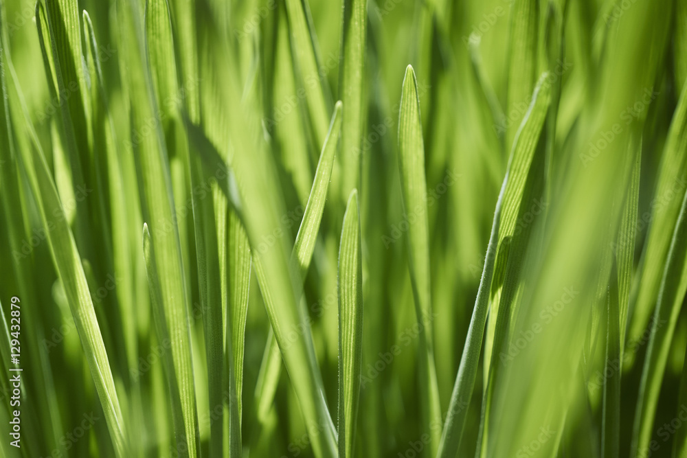 Wheatgrass at a local farmer's market Wheatgrass at a local farmer's market