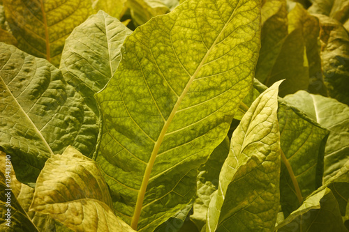 Tobacco plants on a Pennsylvania farm