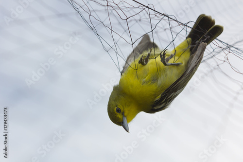Photography Farmers  trap birds eat rice