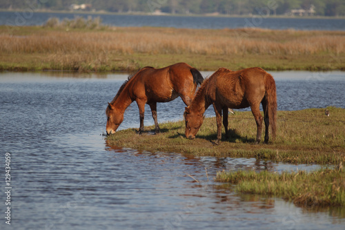 Wild paint pony crossing water on the Assateague Island National Seashore