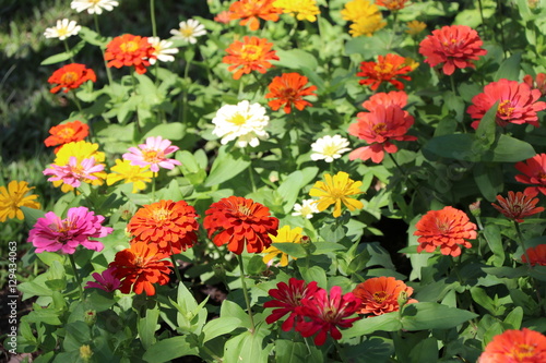 Fotografi zinnia elegans colorful flowers in the park