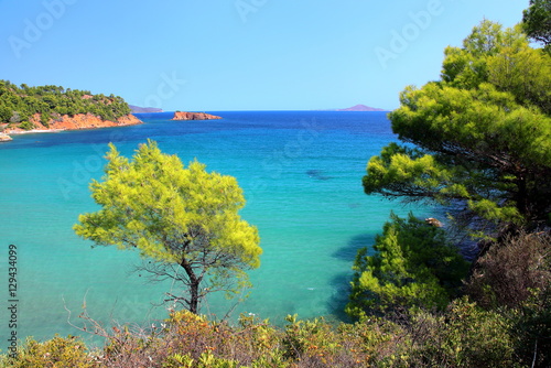 Fototapeta Naklejka Na Ścianę i Meble -  Pines Aegean sea in the background