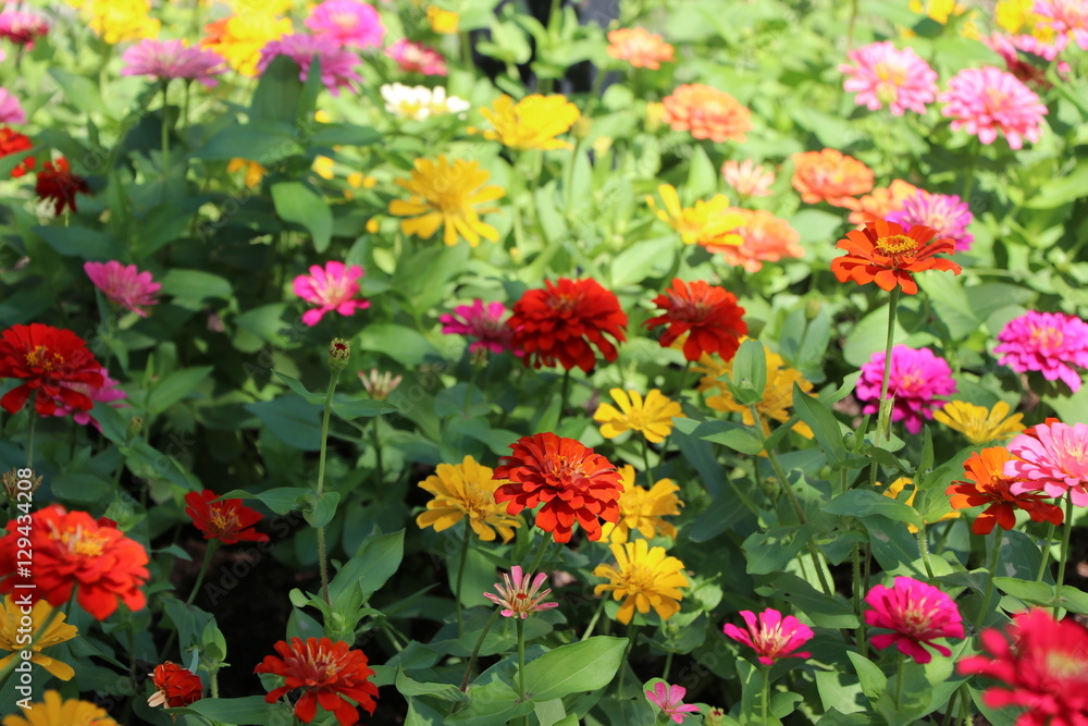 zinnia elegans colorful flowers in the park