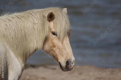 Wild pony on the Assateague Island National Seashore © Dennis Donohue
