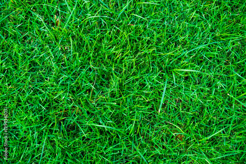 Green grass fresh natural background texture