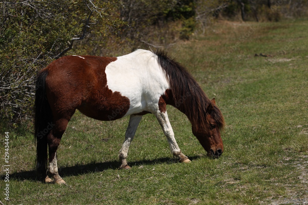 Wild pony on the Assateague Island National Seashore Wild pony on the Assateague Island National Seashore