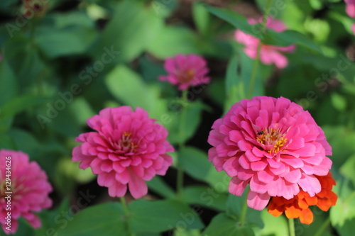 zinnia elegans colorful flowers in the park