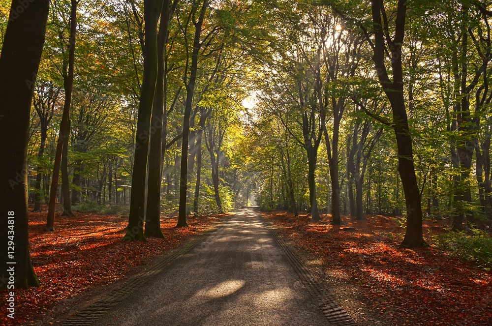Sunrays of light in autumn forest with path and trees with colourful leaves.