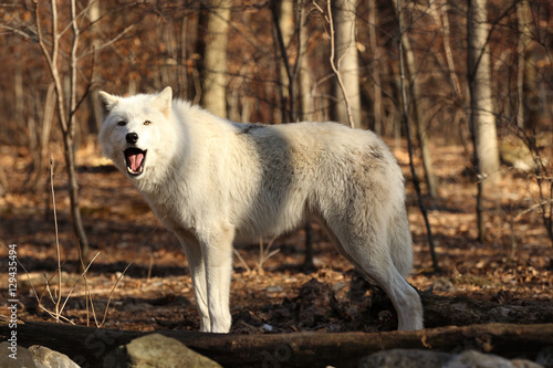 North American Gray Wolf