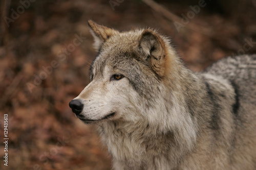 North American Gray Wolf © Dennis Donohue