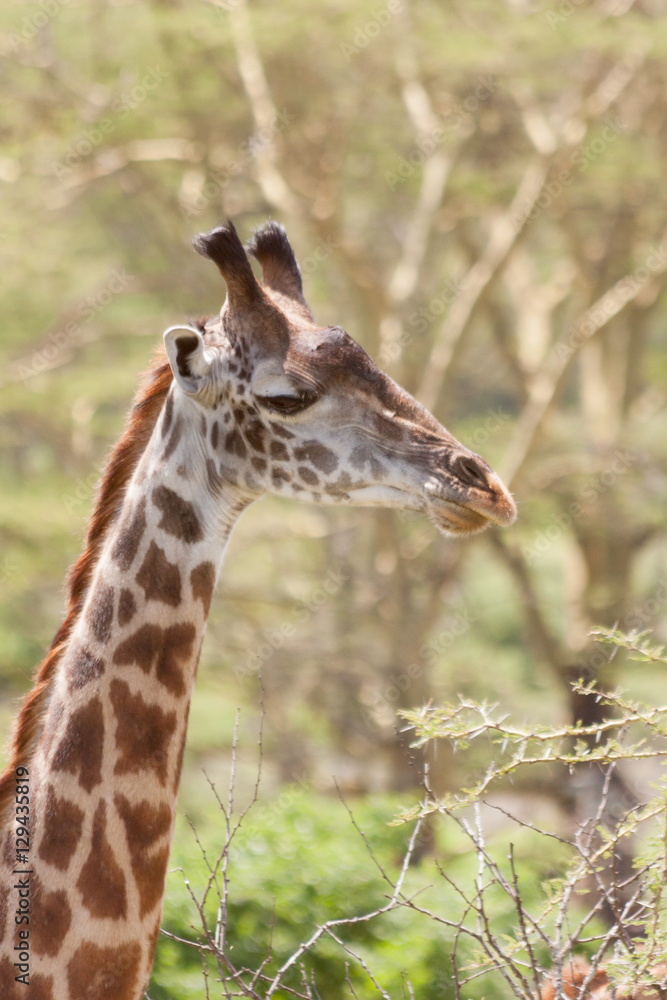 Giraffe (Giraffa camelopardalis) head in profile and long neck close up view against fuzzy acacia tree background. Serengeti National Park, Great Rift Valley, Tanzania, Africa.
Giraffe (Giraffa camelopardalis) head in profile and long neck close up view against fuzzy acacia tree background. Serengeti National Park, Great Rift Valley, Tanzania, Africa.