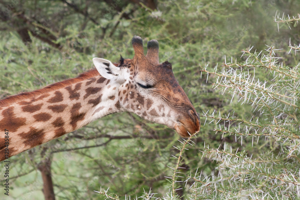 Obraz premium Giraffe (Giraffa camelopardalis) head in profile and long neck close up view against fuzzy acacia tree background. Serengeti National Park, Great Rift Valley, Tanzania, Africa.