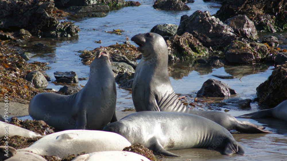 Fototapeta premium SAN SIMEON, UNITED STATES - OCTOBER 7th, 2014: Elephant Seal Vista Point at Highway No. 1 or Pacific Coast Hwy