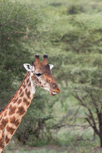 Giraffe  Giraffa camelopardalis  head in profile and long neck close up view against fuzzy acacia tree background. Serengeti National Park  Great Rift Valley  Tanzania  Africa.