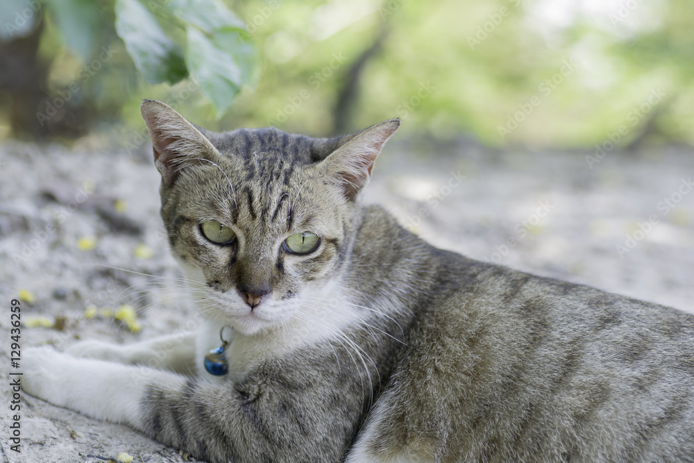 cat lying on the ground and look something cat lying on the ground and look something