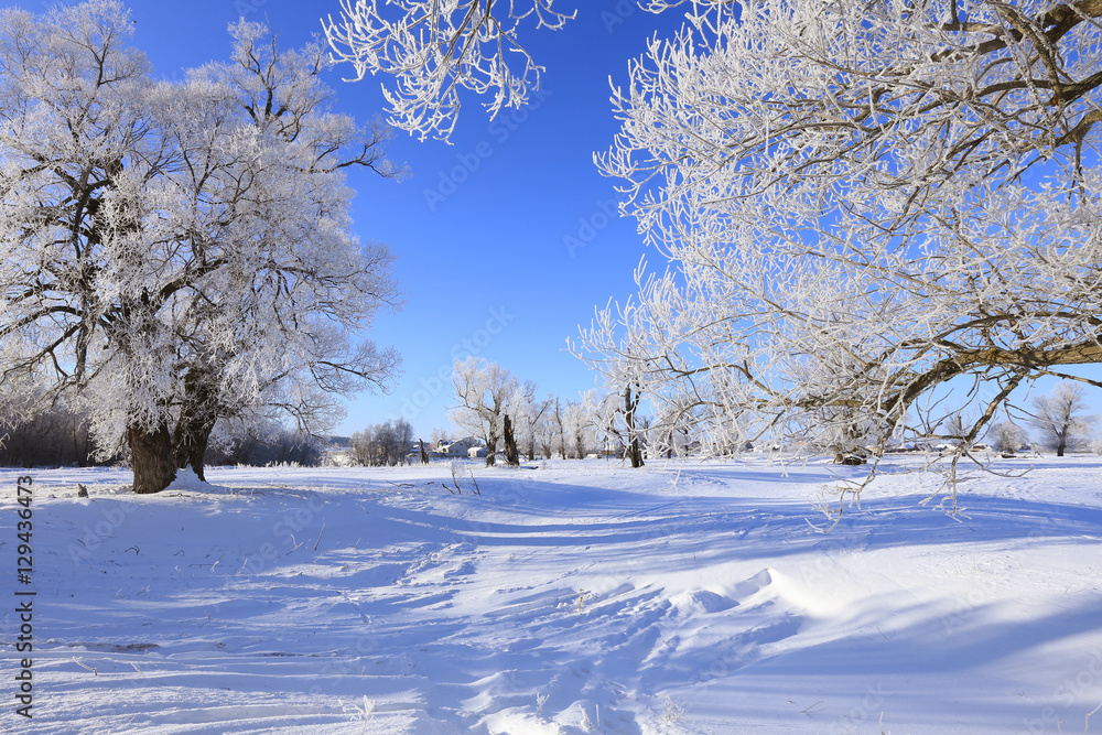 Fototapeta premium oaks in hoarfrost