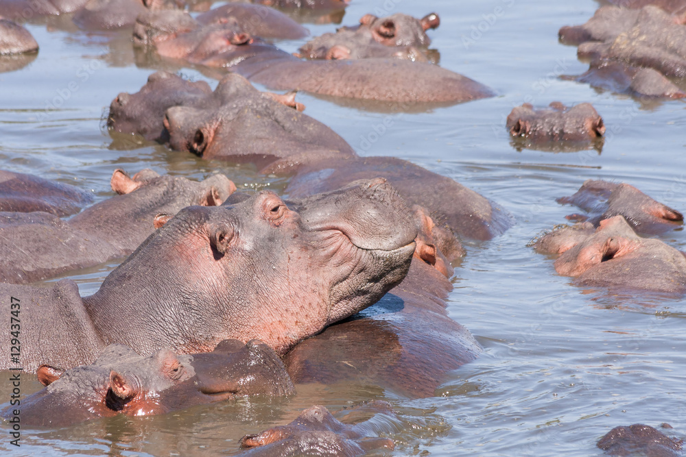 Numerous Hippopotamuses (Hippopotamus amphibius) bathe in river. Serengeti National Park, Great Rift Valley, Tanzania, Africa. Numerous Hippopotamuses (Hippopotamus amphibius) bathe in river. Serengeti National Park, Great Rift Valley, Tanzania, Africa.