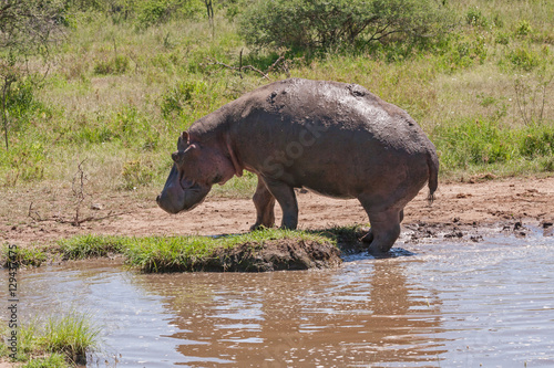 Hippopotamus (Hippopotamus amphibius) stands in profile on river bank. Serengeti National Park, Great Rift Valley, Tanzania, Africa. 
 photo