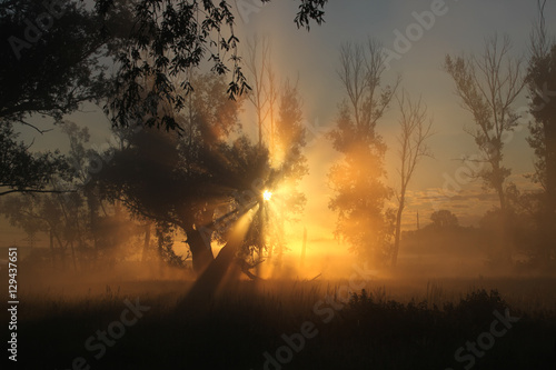 delightful dawn in oak