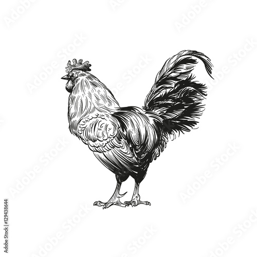 Hand drawn rooster sketch element design. Vector illustration