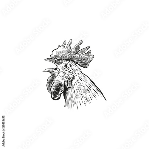 Hand drawn rooster head sketch element design. Vector illustration