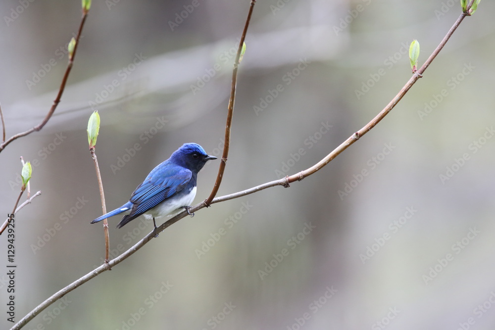 Obraz premium オオルリ,スズメ目,ヒタキ科,オオルリ属