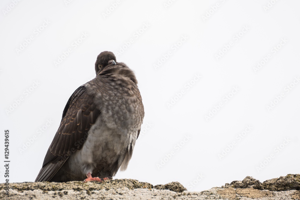Fototapeta premium Does This Pigeon Try to Hide Behind Himself?