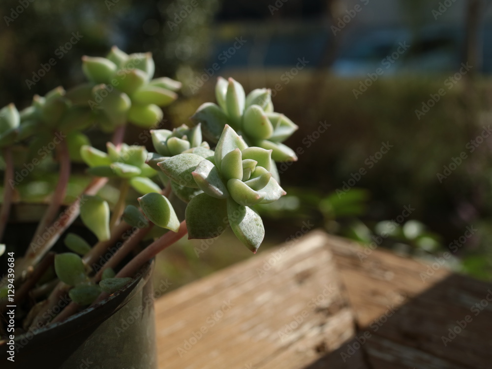 多肉植物 白牡丹stock Photo Adobe Stock