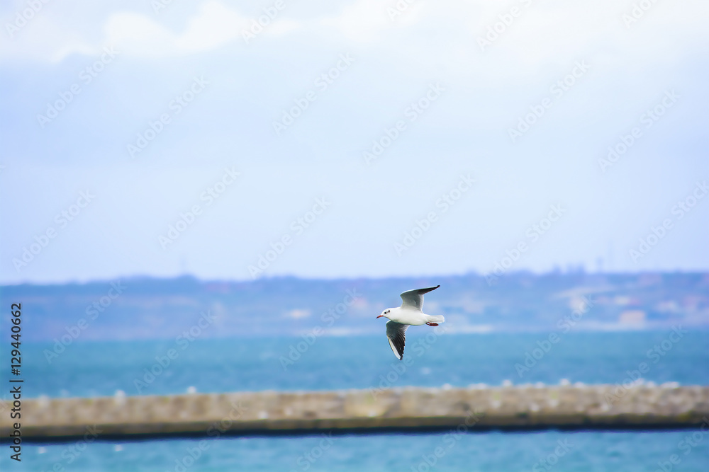 Flying seagull on the sea background