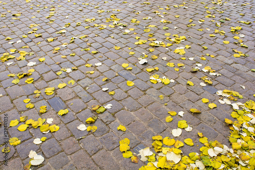 Autumn yellow leaves on the ground.