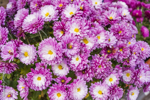 Soft blurred of Chrysanthemums flowers for background