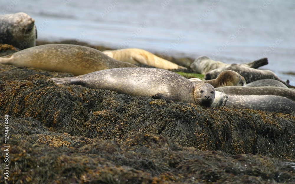 Fototapeta premium Seals hauled out on beaches in the Atlantic Ocean