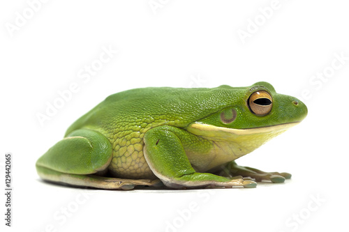 frog white isolated