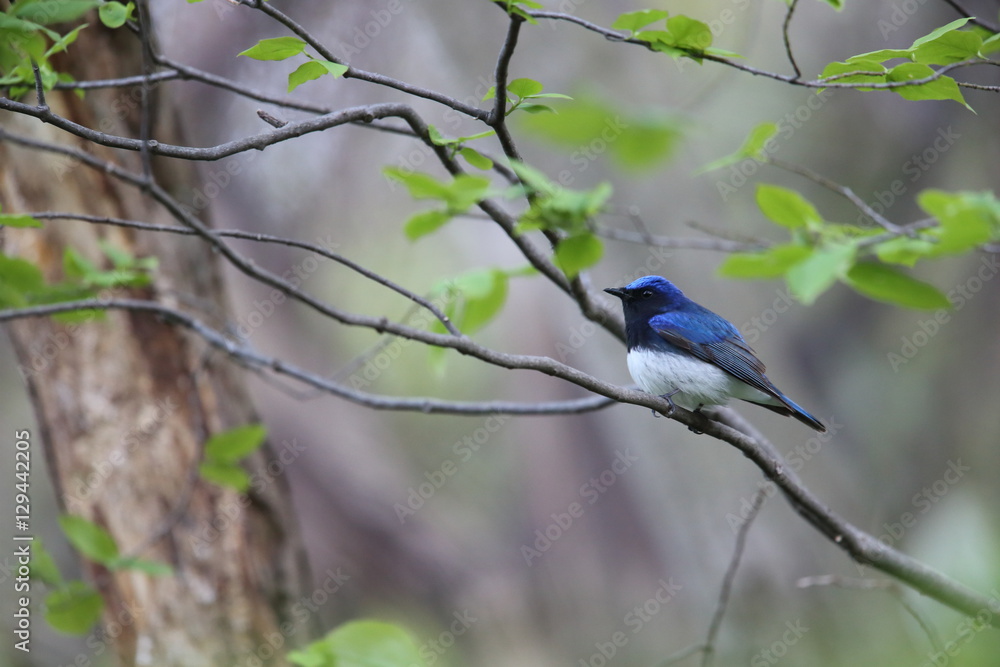 Obraz premium オオルリ,スズメ目,ヒタキ科,オオルリ属
