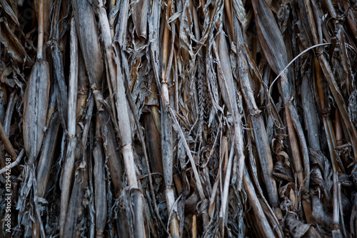 Сено, кукуруза / Texture hay close up © lyubimtseva_k