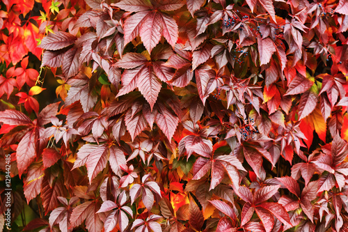 Red virginia creeper leaves background. Beautiful autumn foliage. Beautiful Fall.