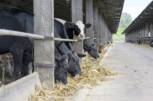 cows feeding in the cowshed
