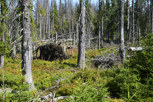 Forest dieback by bark beetle infestations and Kyrill storm, Bavarian Forest - Sumava National Park border. Dead trees. Germany - Czech Republic

 photo