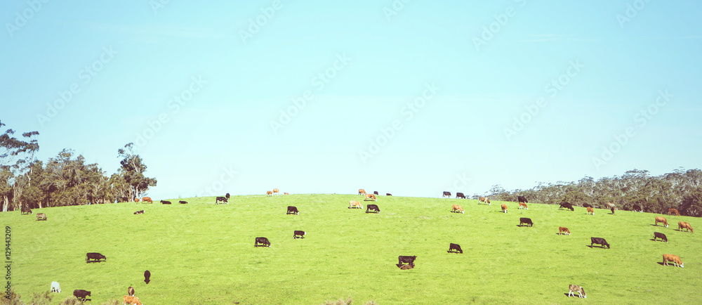 Generic green farmland with black cows standing along the ridge of a hill, with blue sky and fluffy white clouds behind. vintage toning filter add . Generic green farmland with black cows standing along the ridge of a hill, with blue sky and fluffy white clouds behind. vintage toning filter add .