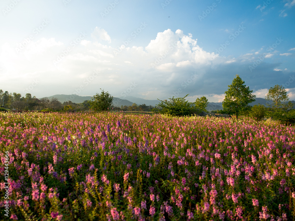 Beautiful flower field with mountain background in blue sky day
