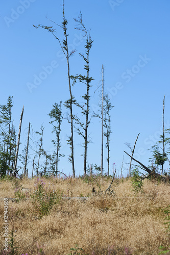 Forest dieback by bark beetle infestations and Kyrill storm  Bavarian Forest - Sumava National Park border. Dead trees. Germany - Czech Republic    