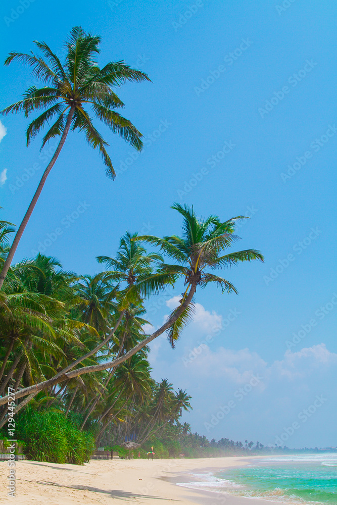 Beautiful deserted beach in the tropics. Luxury vacation at the beach. The ocean, the beach, palm tree, the view from the top. Sri Lanka. Asia