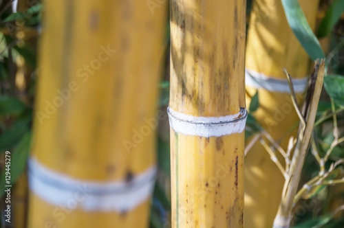 gros bambous dans une bambouseraie
