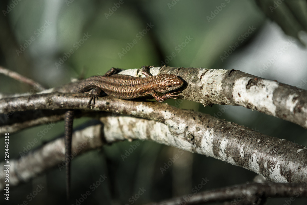 small brown lizard running across the trunk of birch